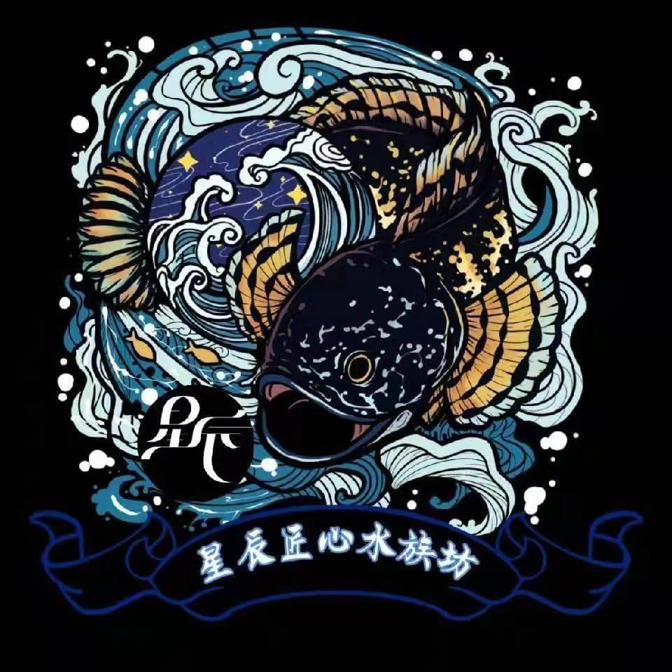 星辰匠心水族坊(老郑)
