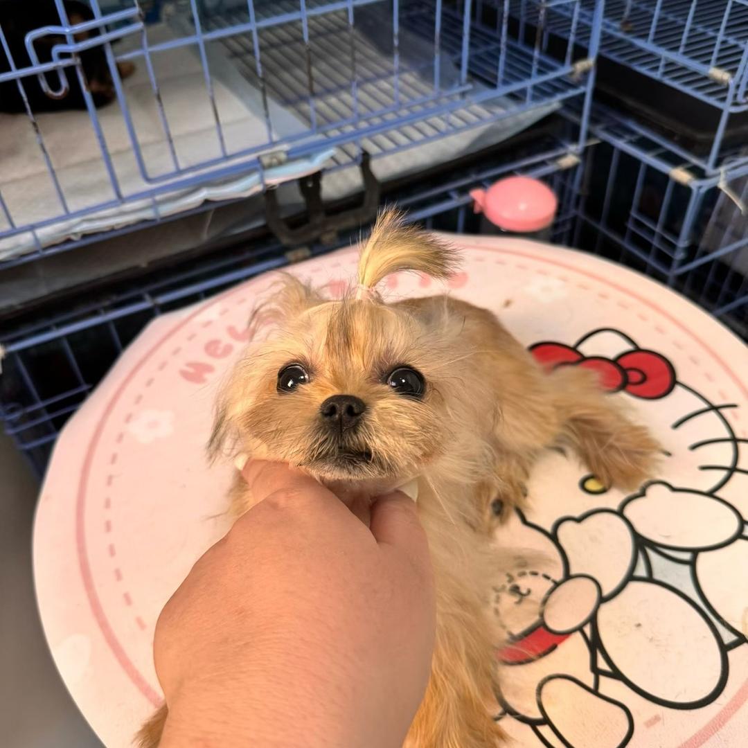 鞍山叁水约克夏之家