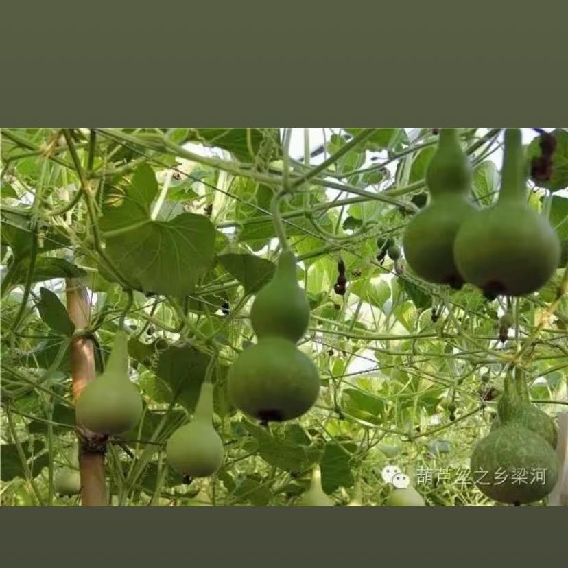 星彩葫芦轰炸机