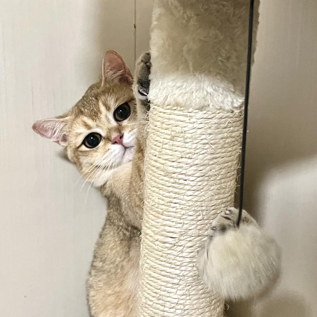 小王有猫