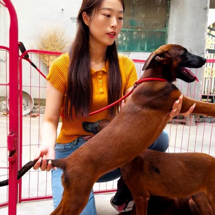 马犬养殖