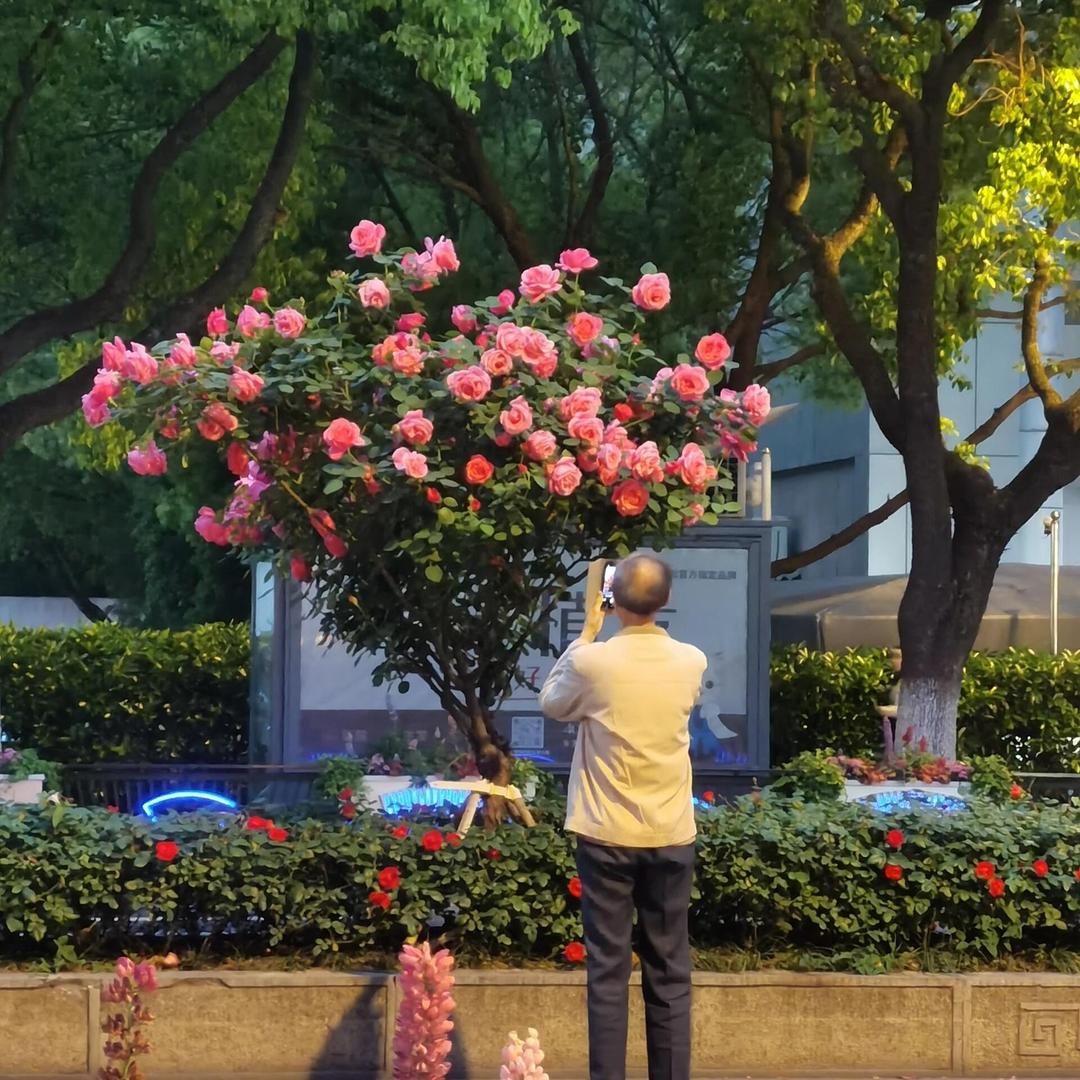 胡家园艺花卉臻选阁