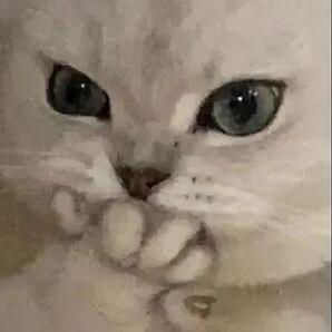 叉拉比猪鼻国王