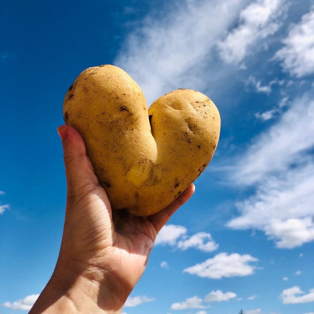 马铃薯圈-贾孟龙