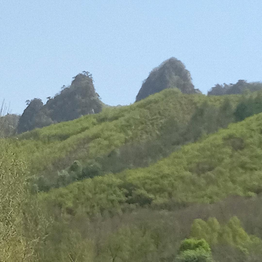 傲雪红梅mqju