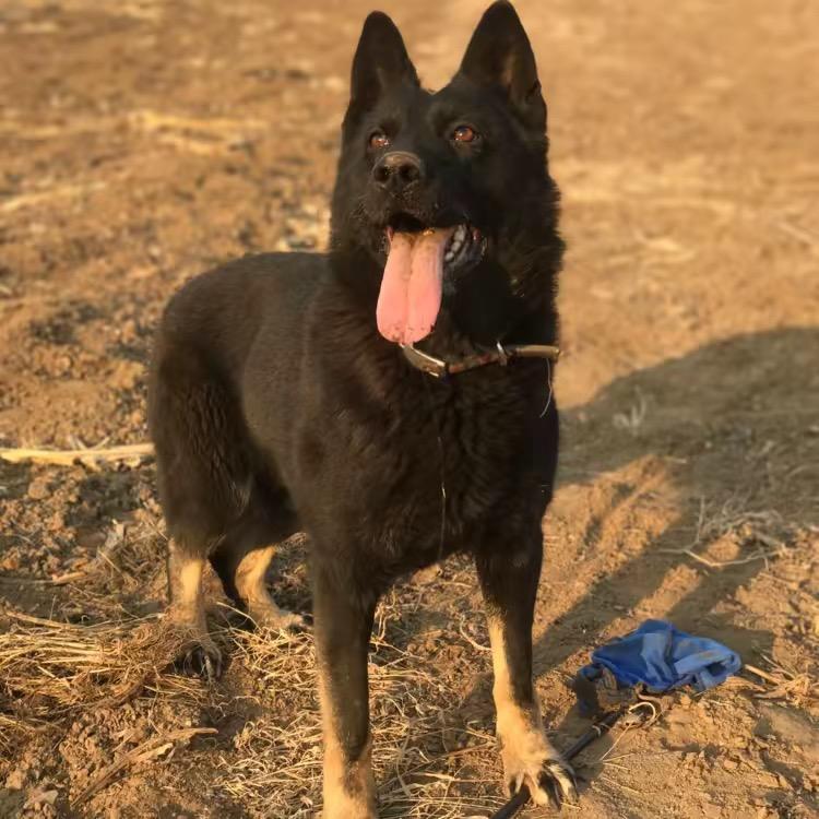 亿诺犬舍-东德繁育