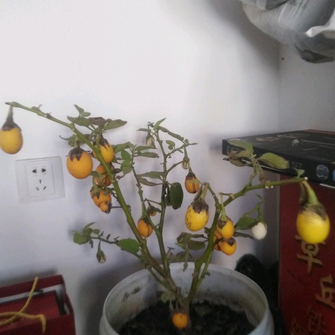 孤独强哥