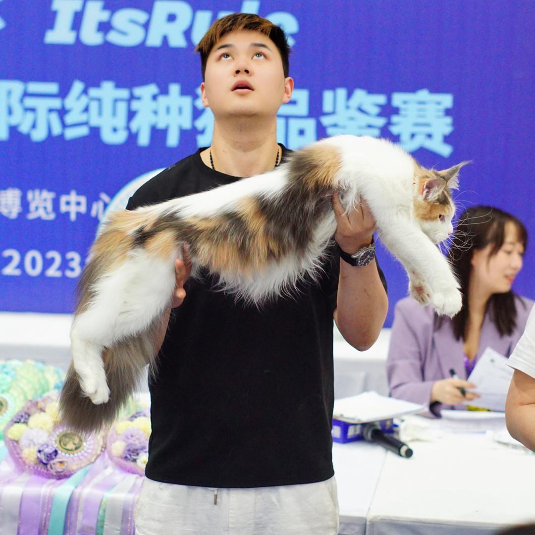 晓玮的缅因猫