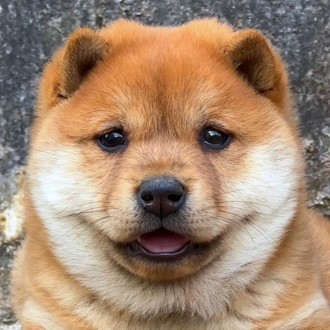 雯奕田园犬