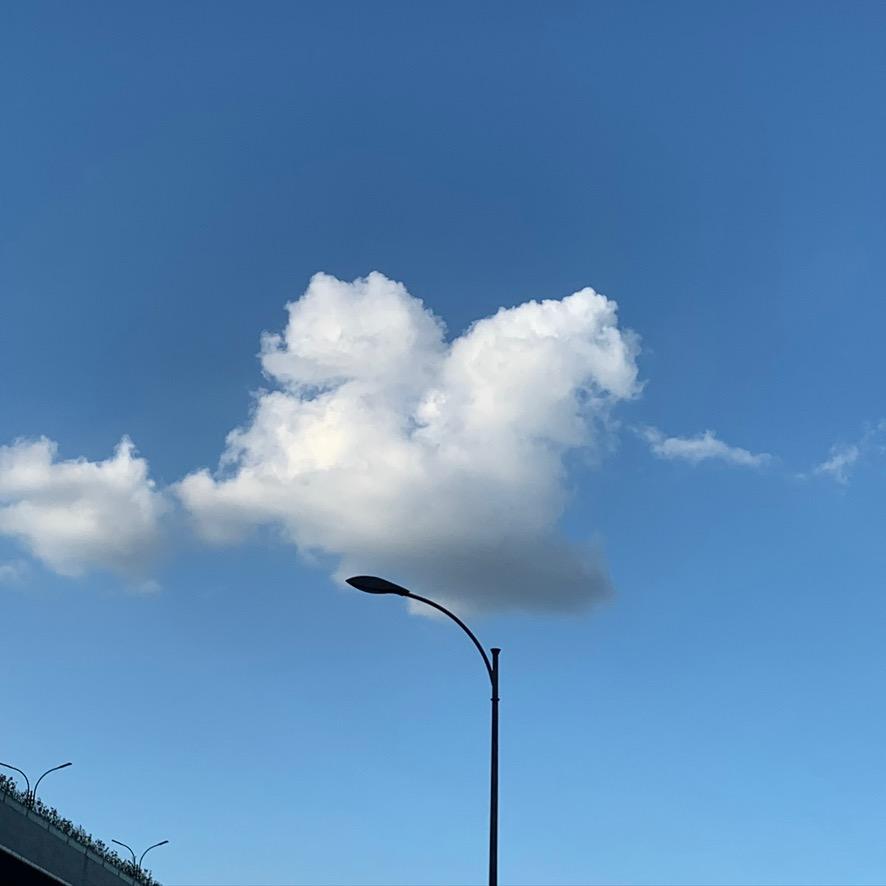 我看见海棠花未眠