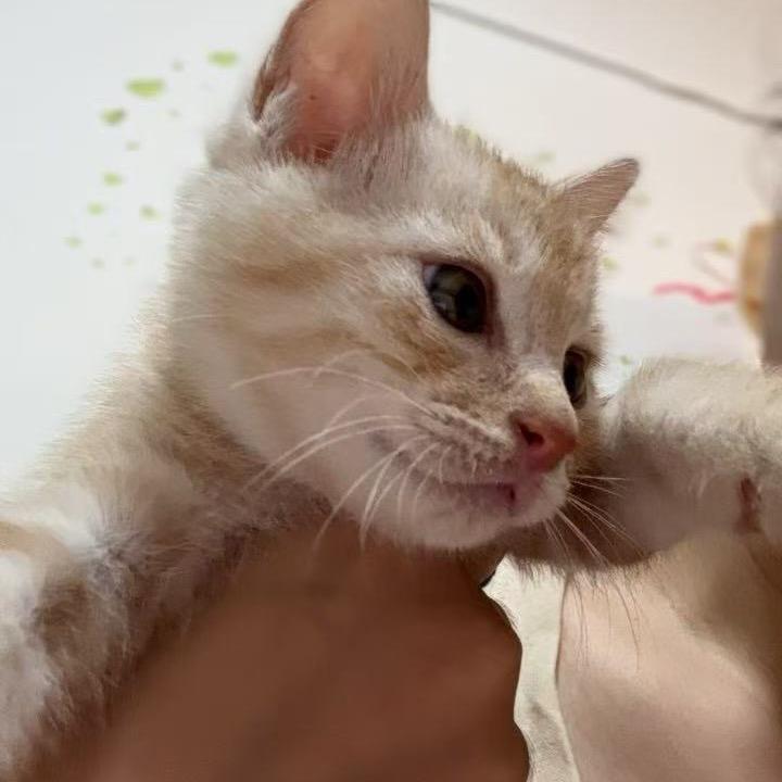 橘子不是傻猫