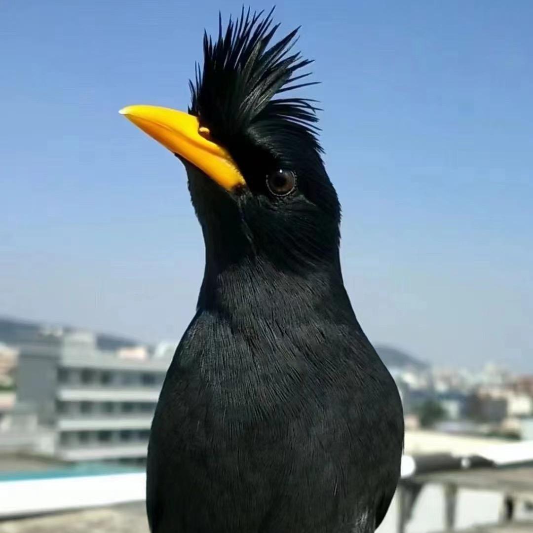 小白萌宠