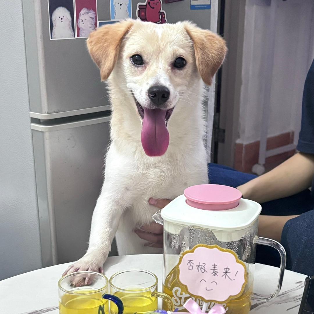 小红中的铲屎官