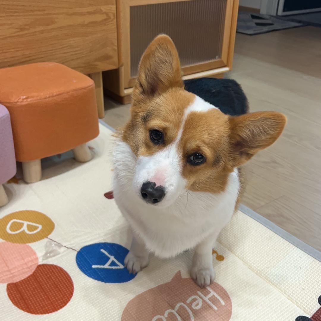 豆豆的豹豹猫猫