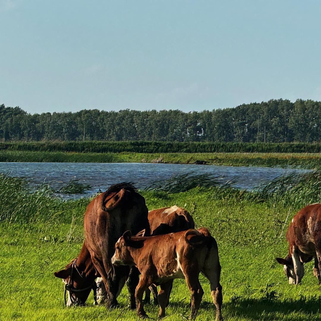 黑龙江痴稻鲜五谷杂粮