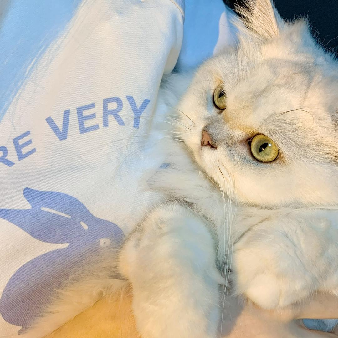 猫七baby🍓