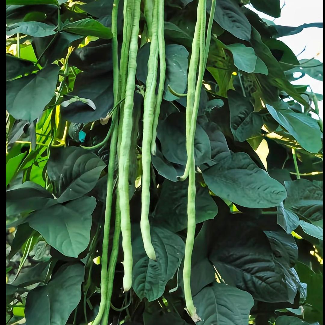 大飞菜园菜业
