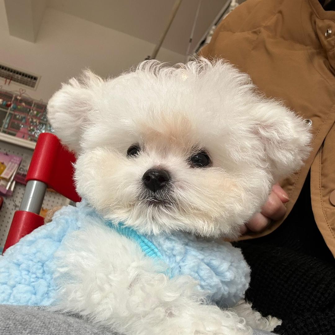 ✨小白很熊