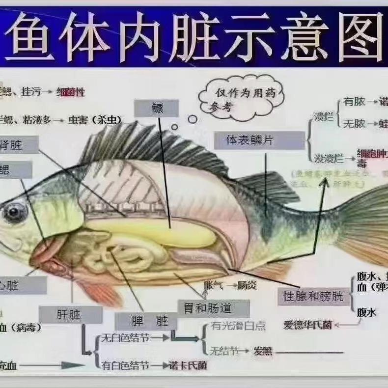 游任有鱼