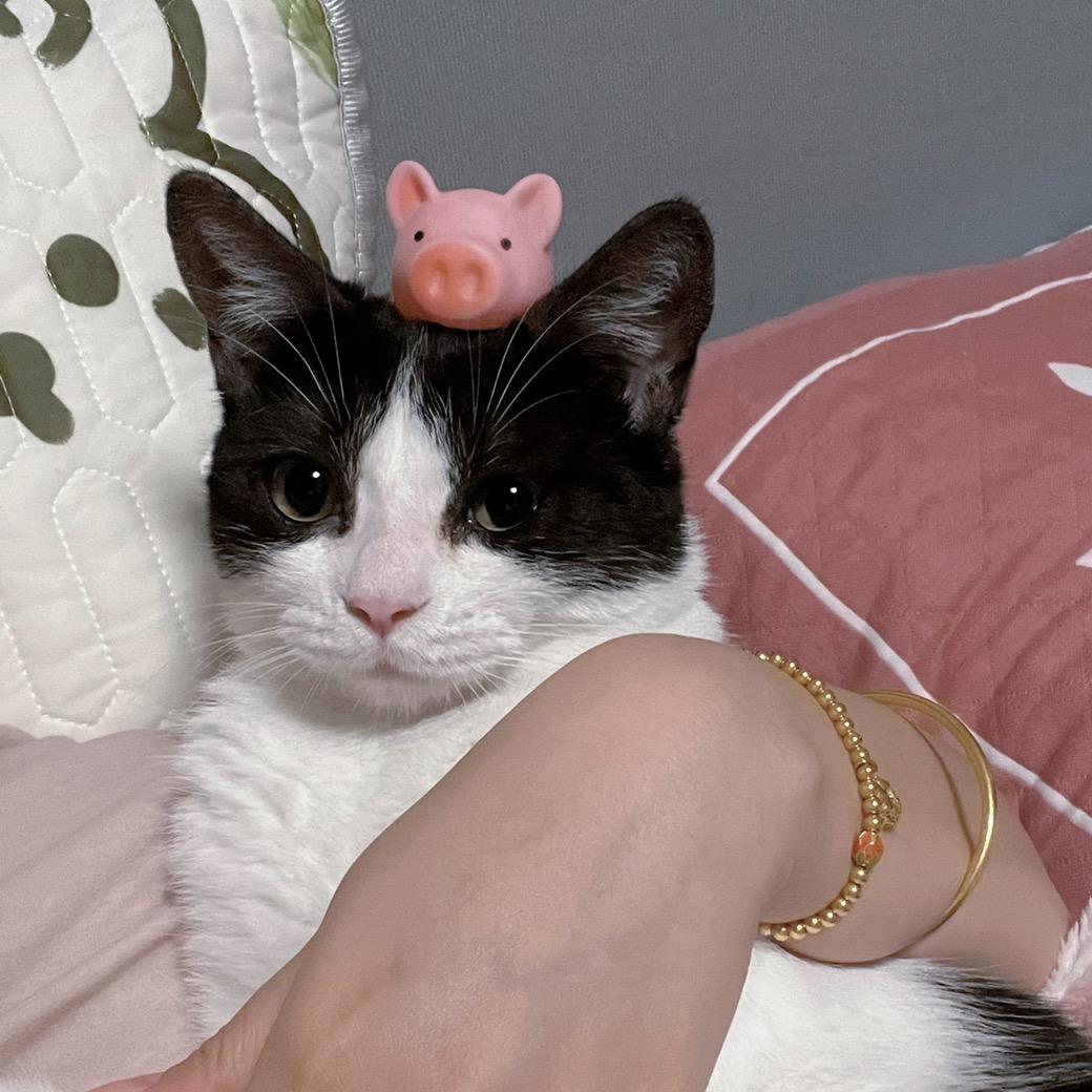 奶牛猫妞妞