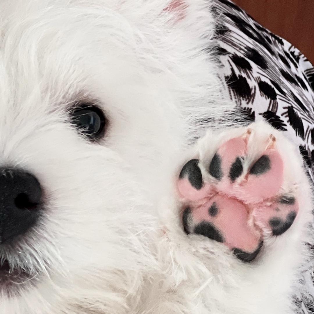 咪噜Milou