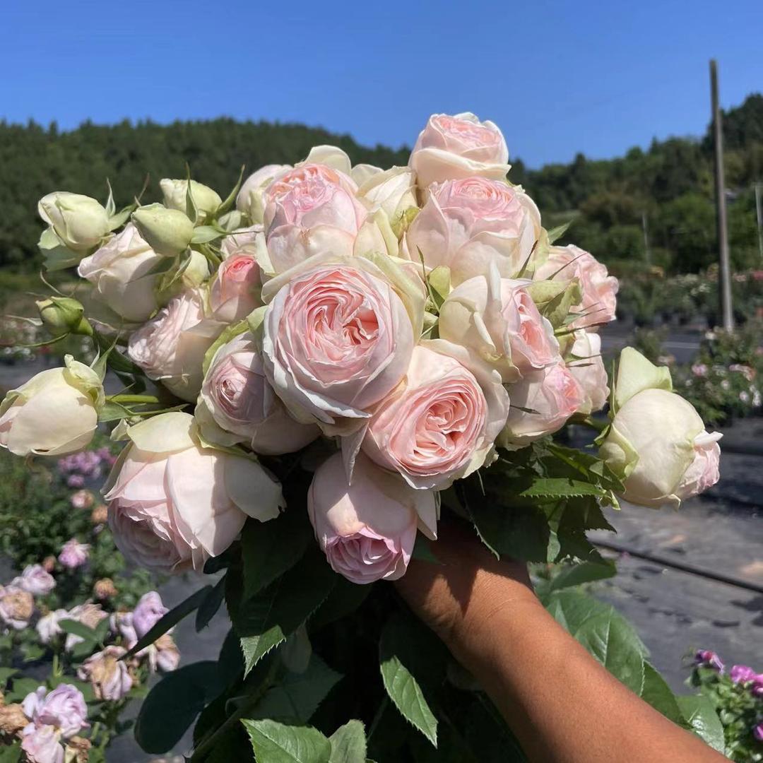 黑哥的花园植物