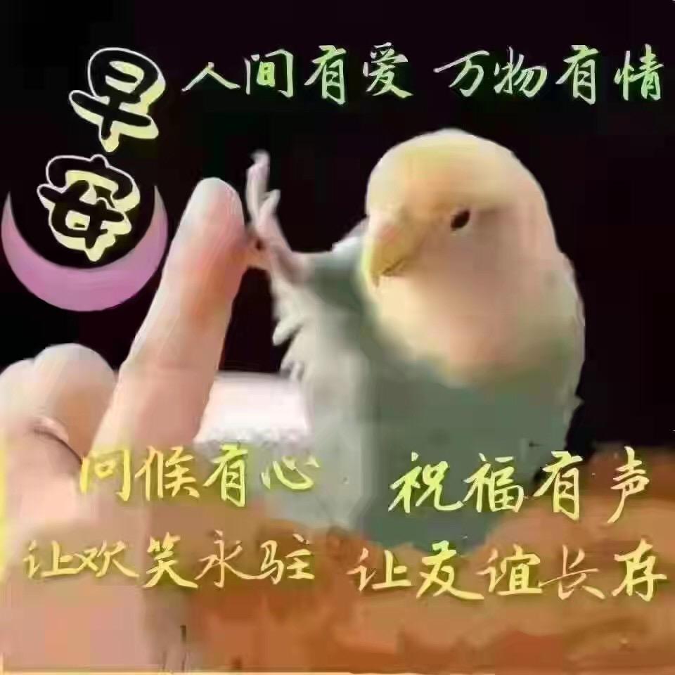 光头哥哥