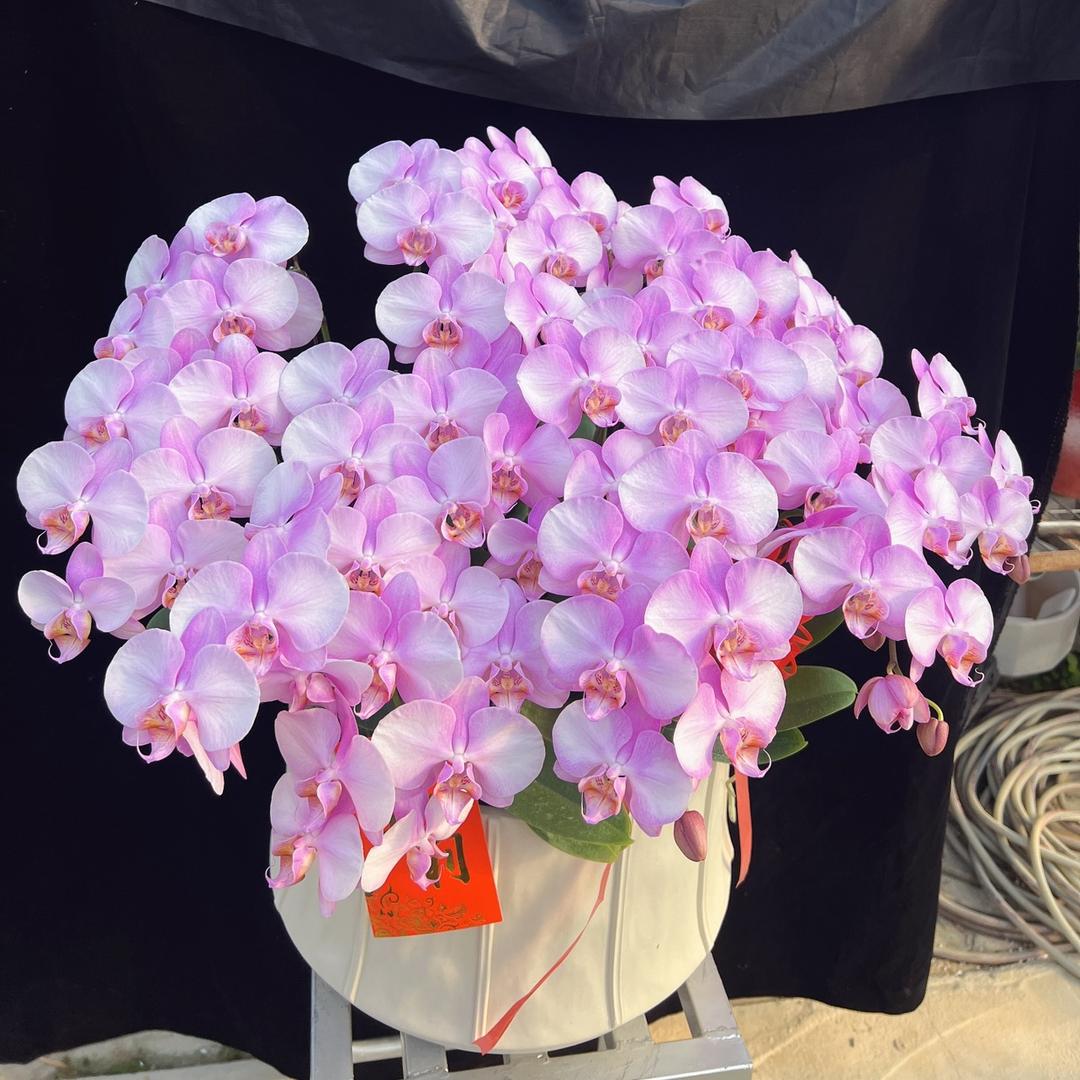 明致花卉坊