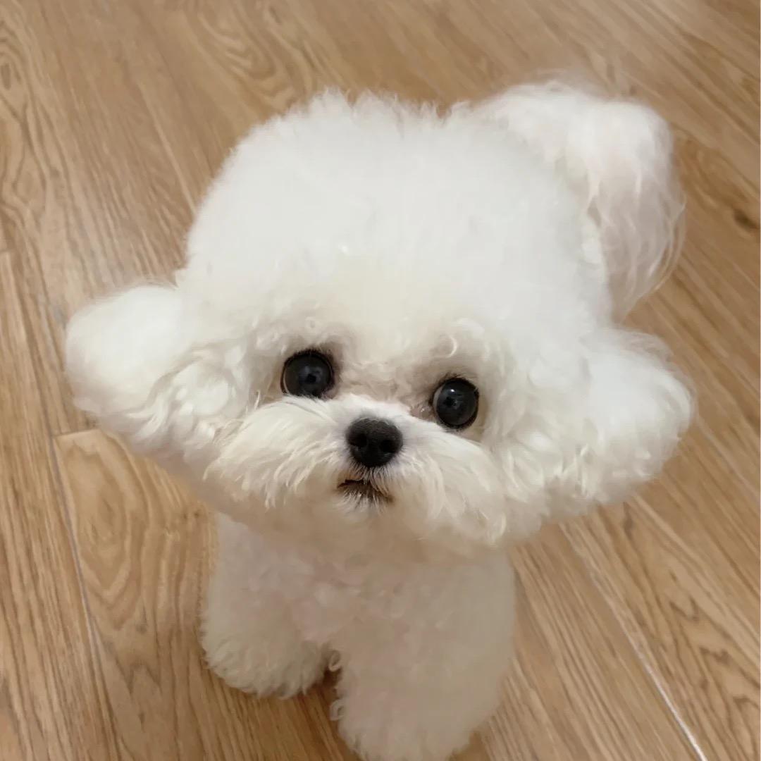 爪爪萌宠