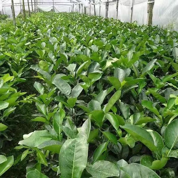 平邑顺隆苗木经营部（个人独资）企业店