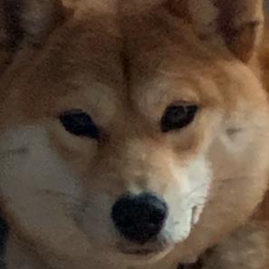 狗