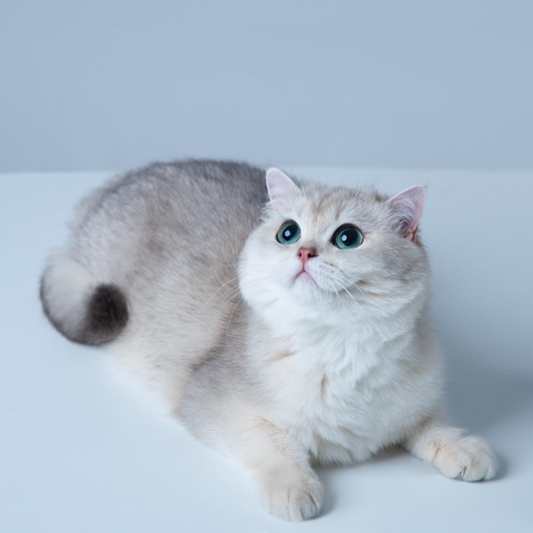 美可家庭猫舍直播号
