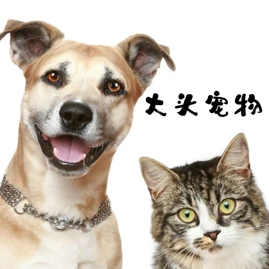 大头宠物