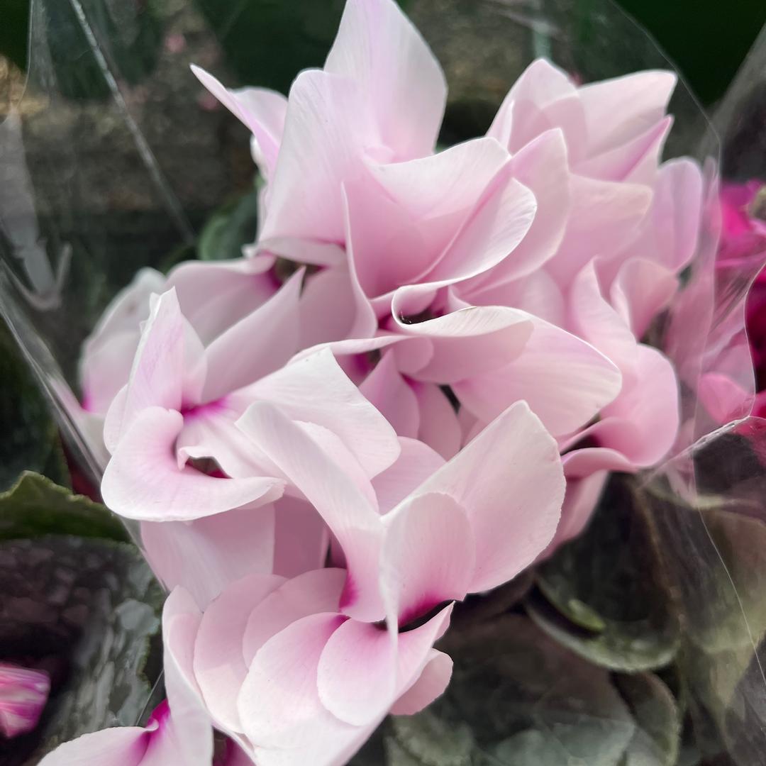 佰花园有个百花医