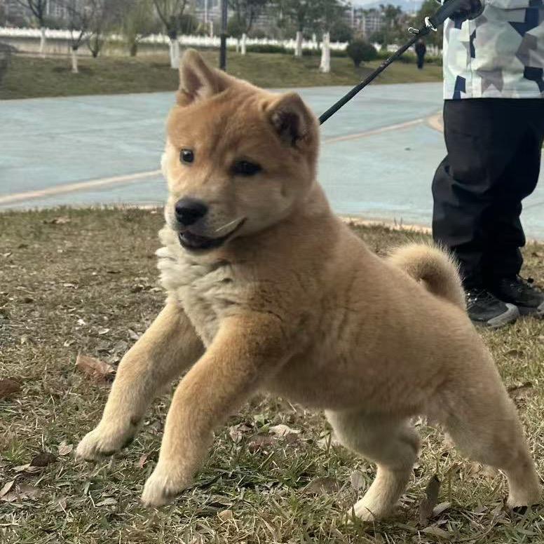 萌萌的五黑犬土松