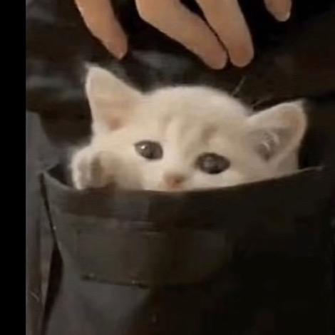 不吃香菜🐟