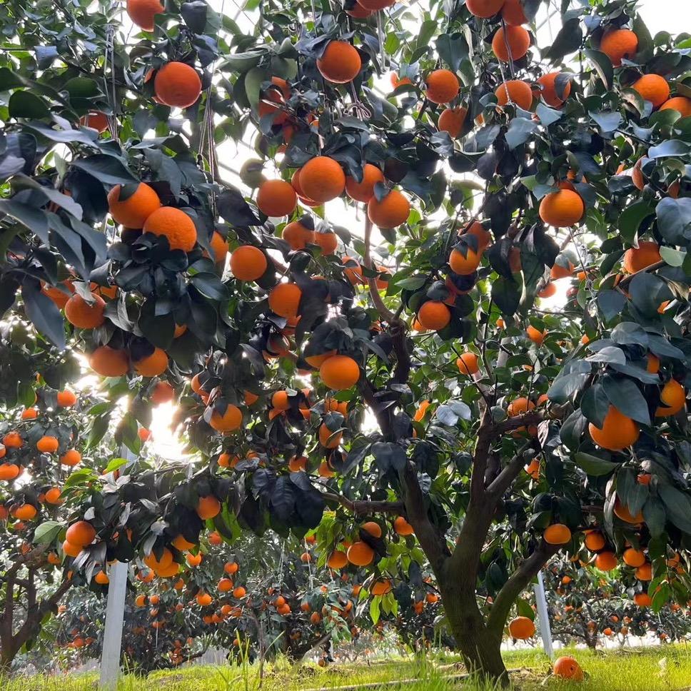 象山百万生态农业有限公司企业店