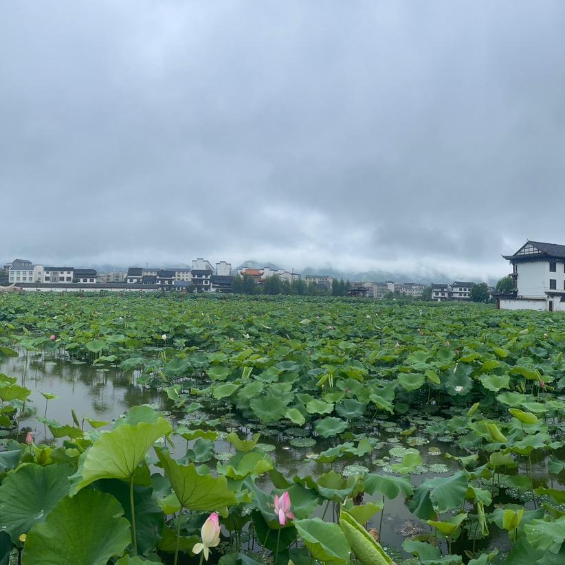 亮哥威武
