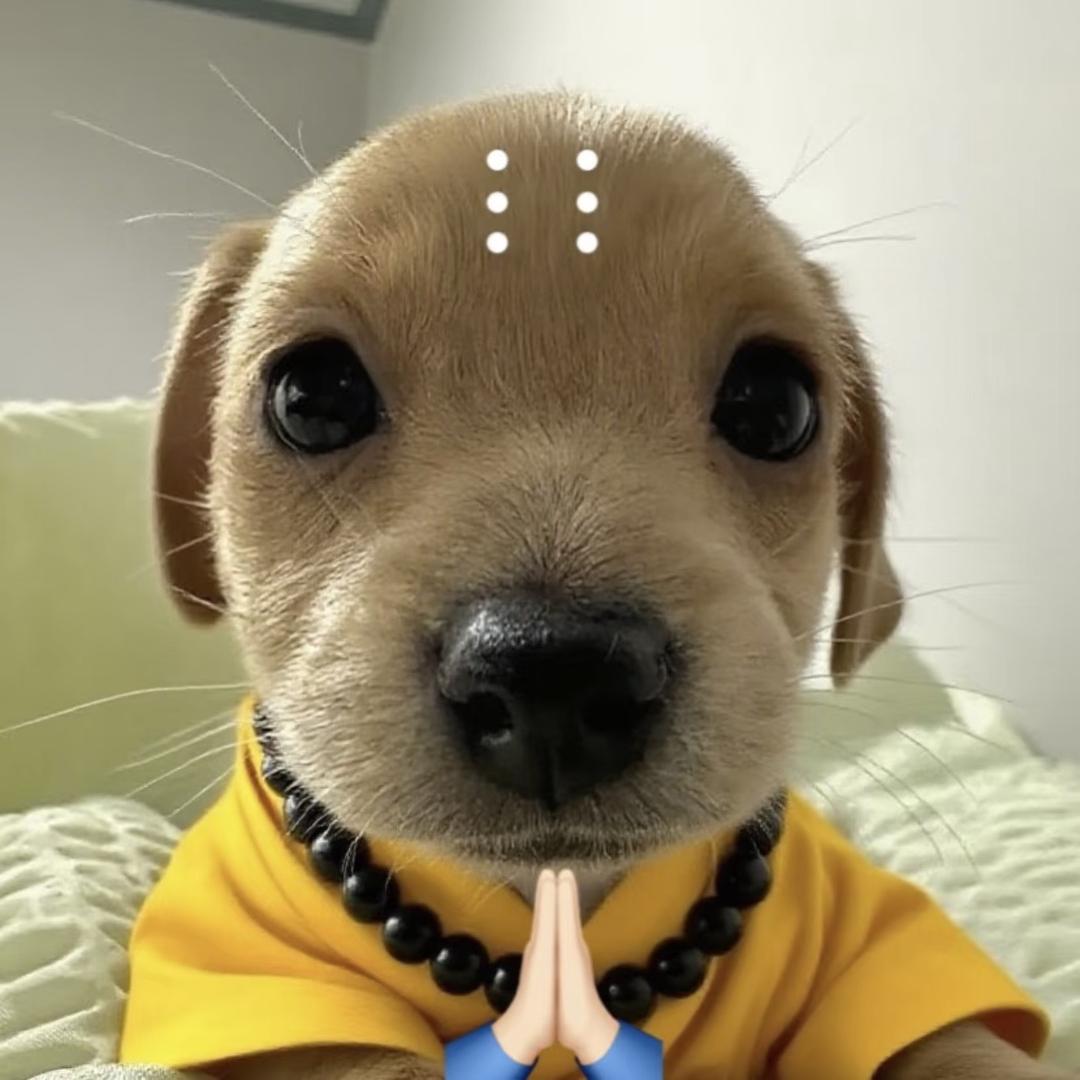 佳佳死于阴谋论