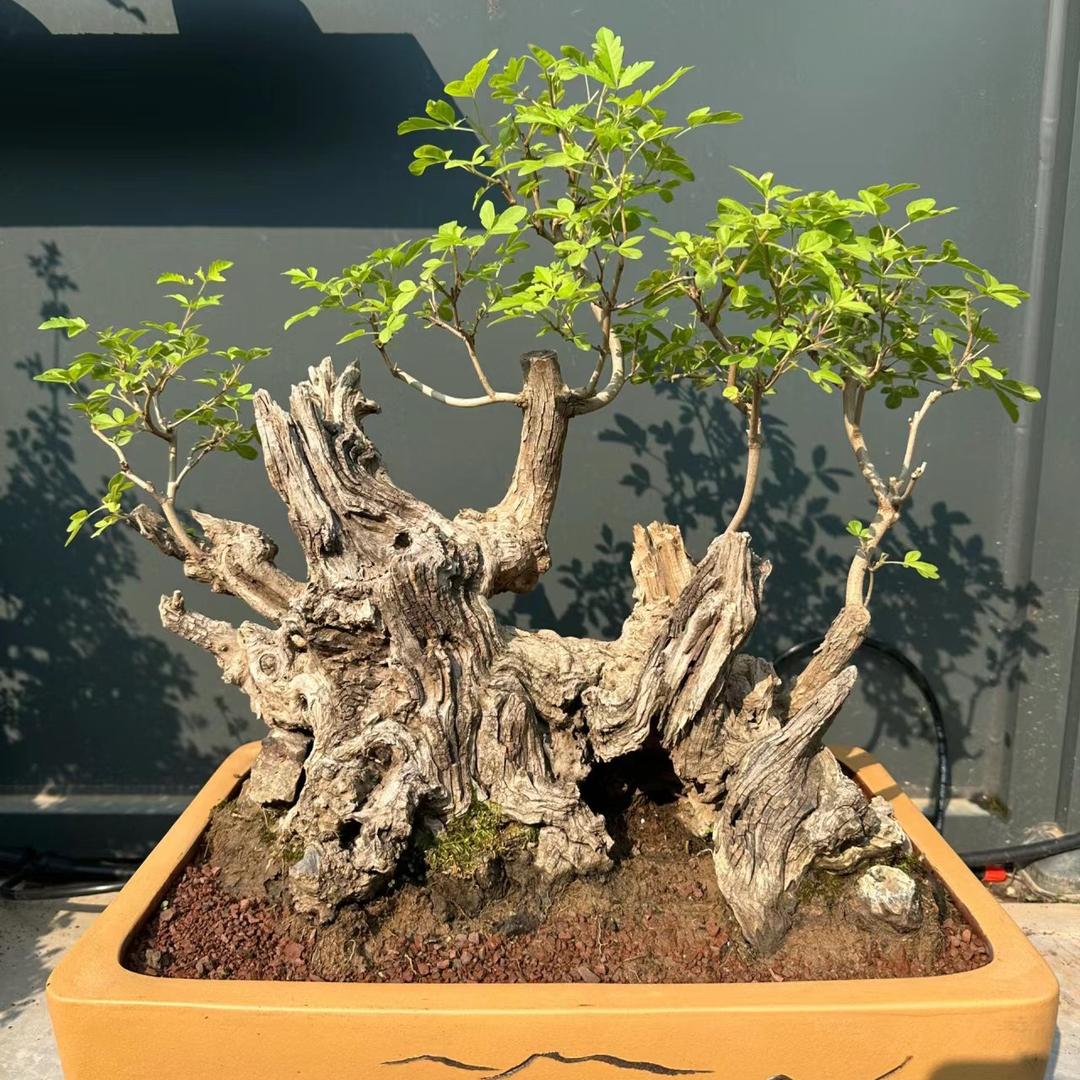 绿佳绿植园艺