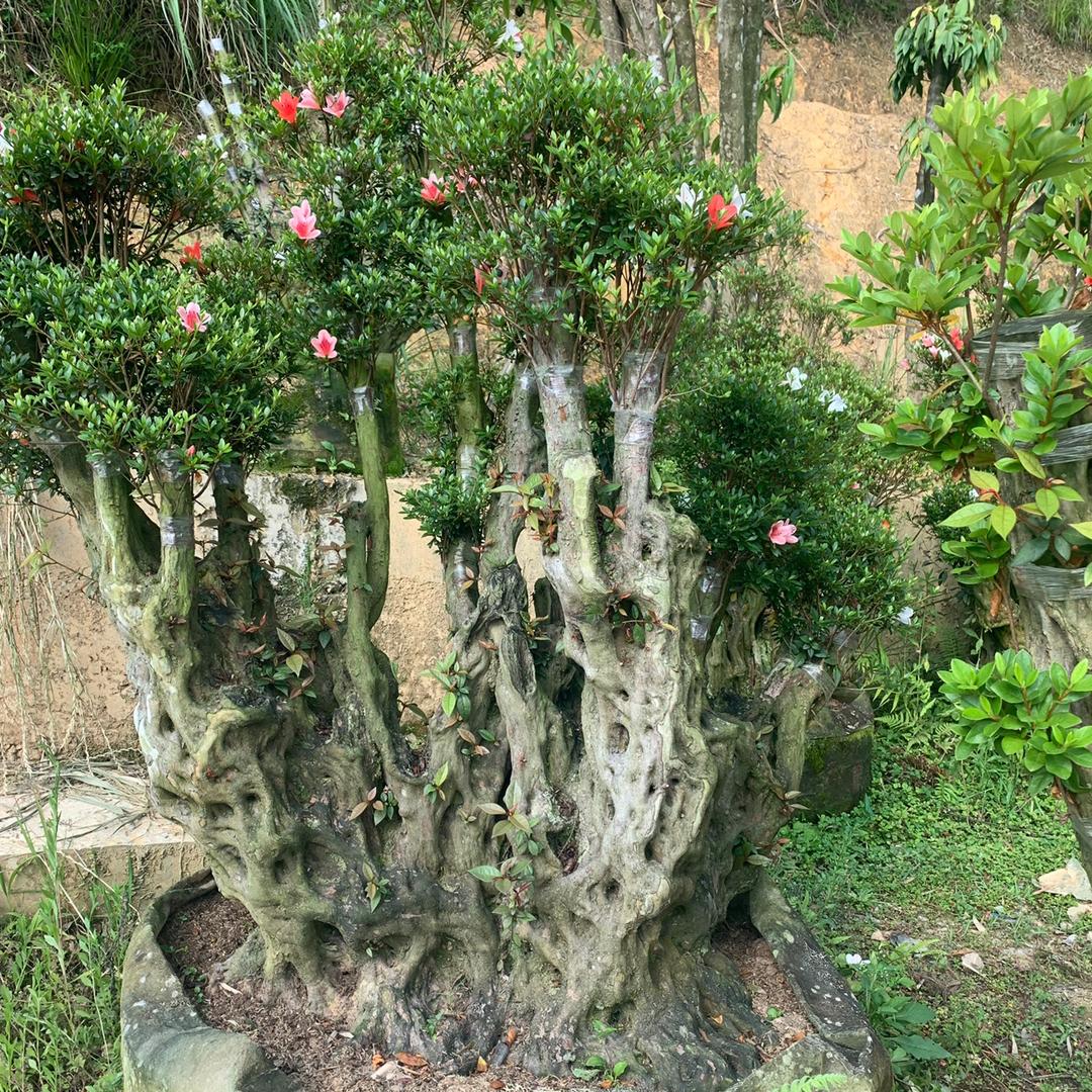 万花镜盆景园