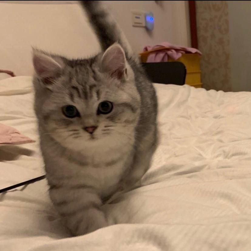 黄虫子