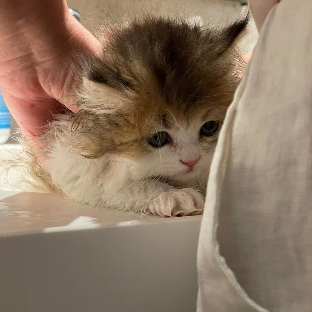 橄榄之梦猫直播号