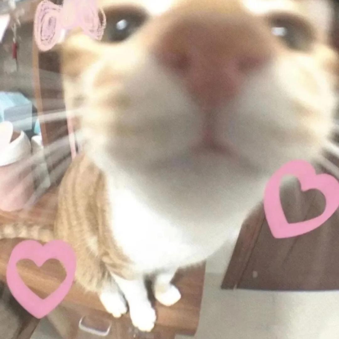 爪爪土司