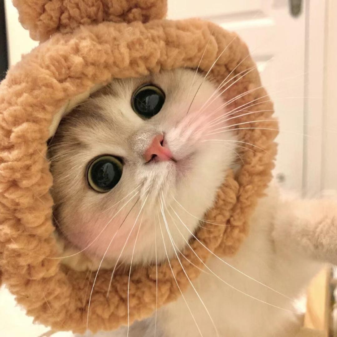 小猫大王
