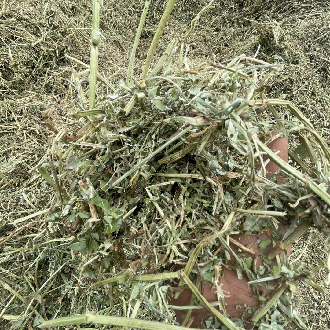 唐南花生秧直销