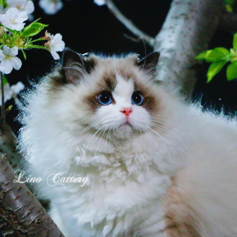 梨落布偶猫舍直播号