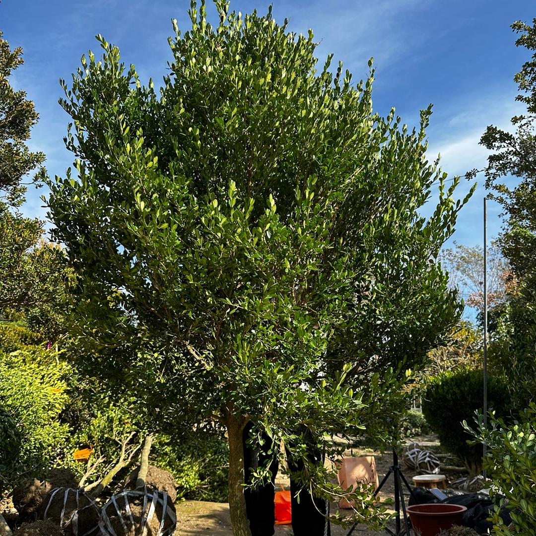 正拓园林绿化有限公司