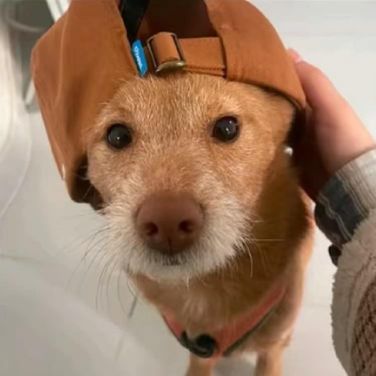 小玉鸭^