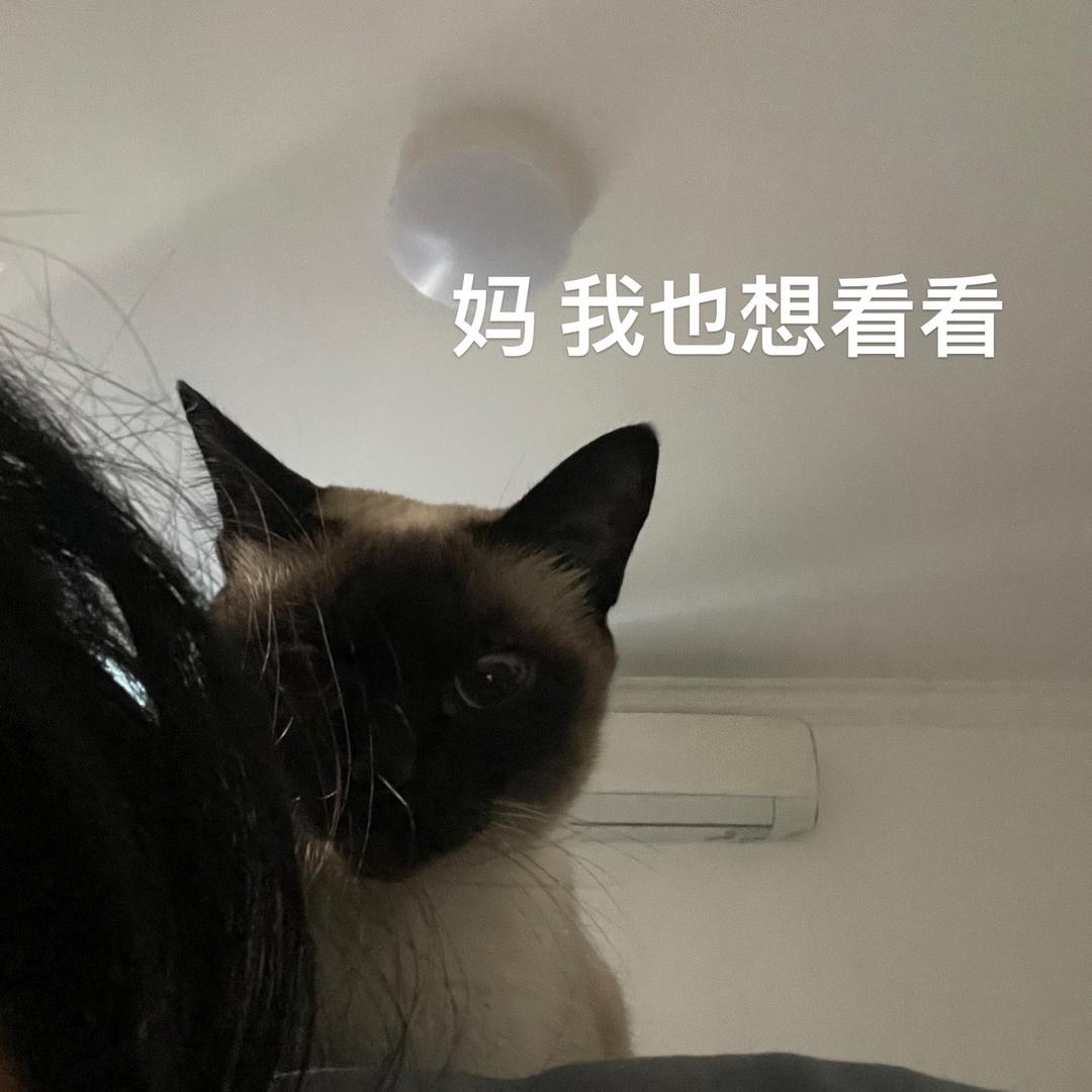 煤🐷🐷的生活日历